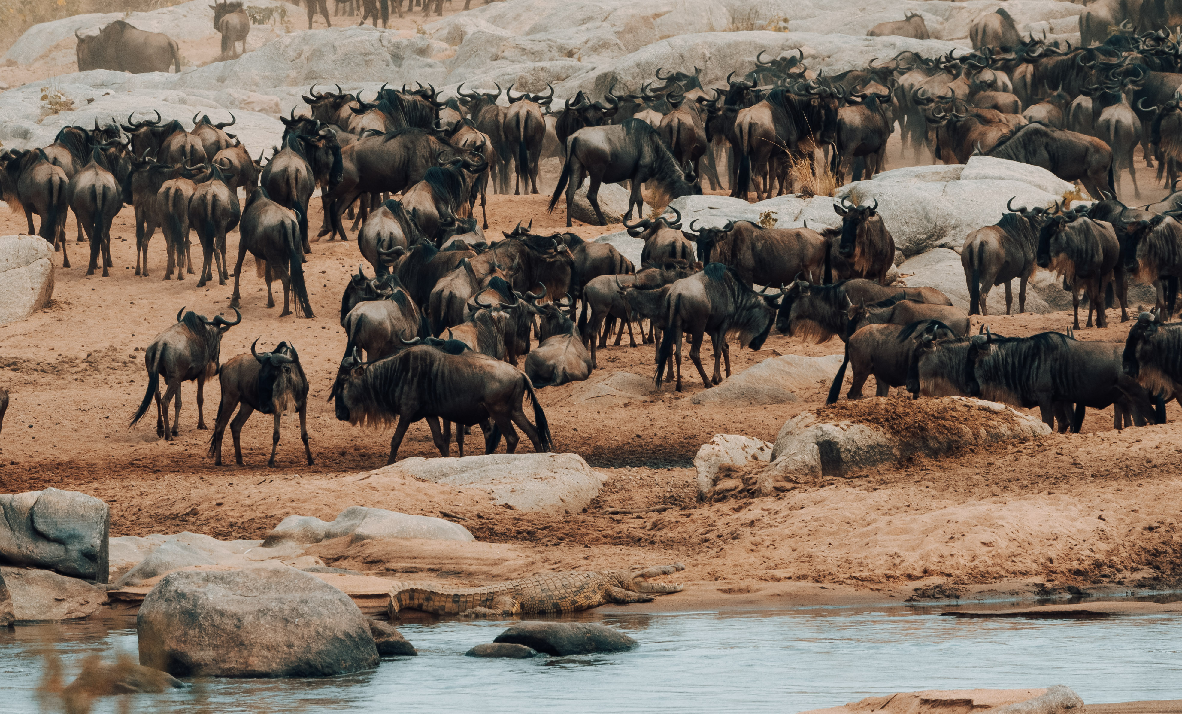 Nimali Mara — 15