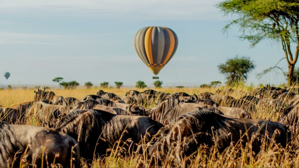 Kogatende Northern Serengeti (Mara River)