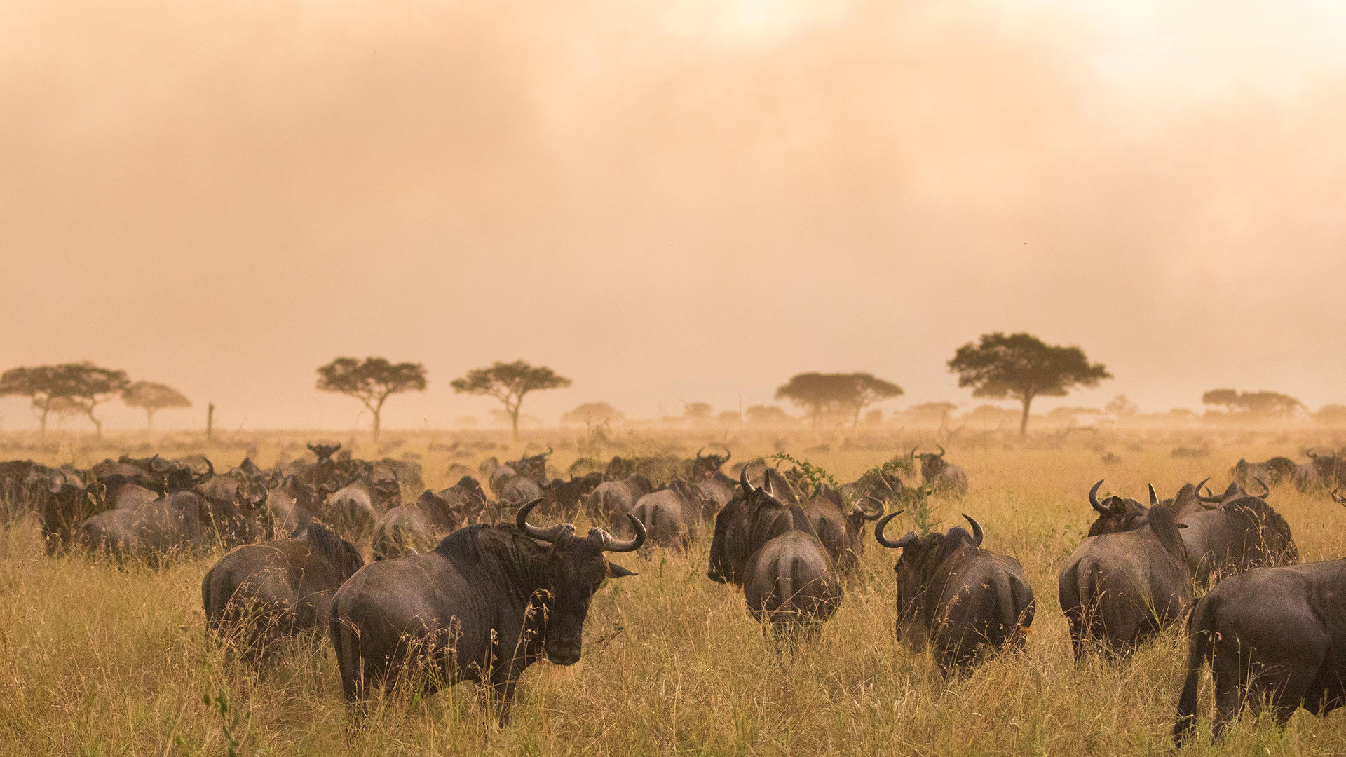 Lamai Northern Serengeti