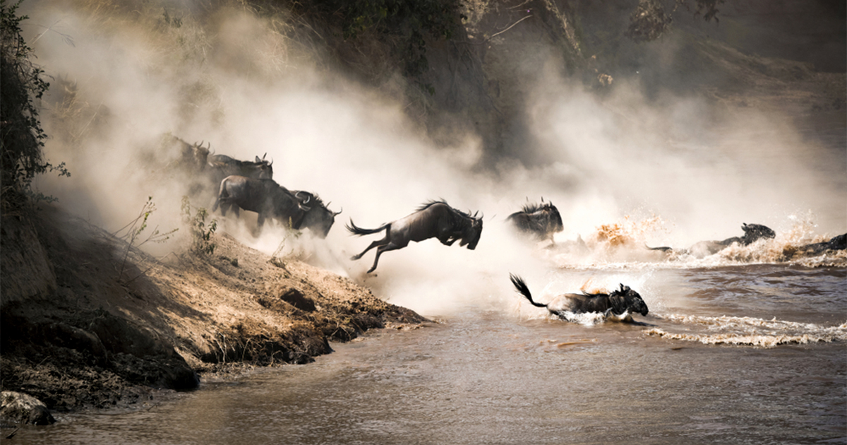 Kogatende Northern Serengeti (Mara River), photo 2 of 6