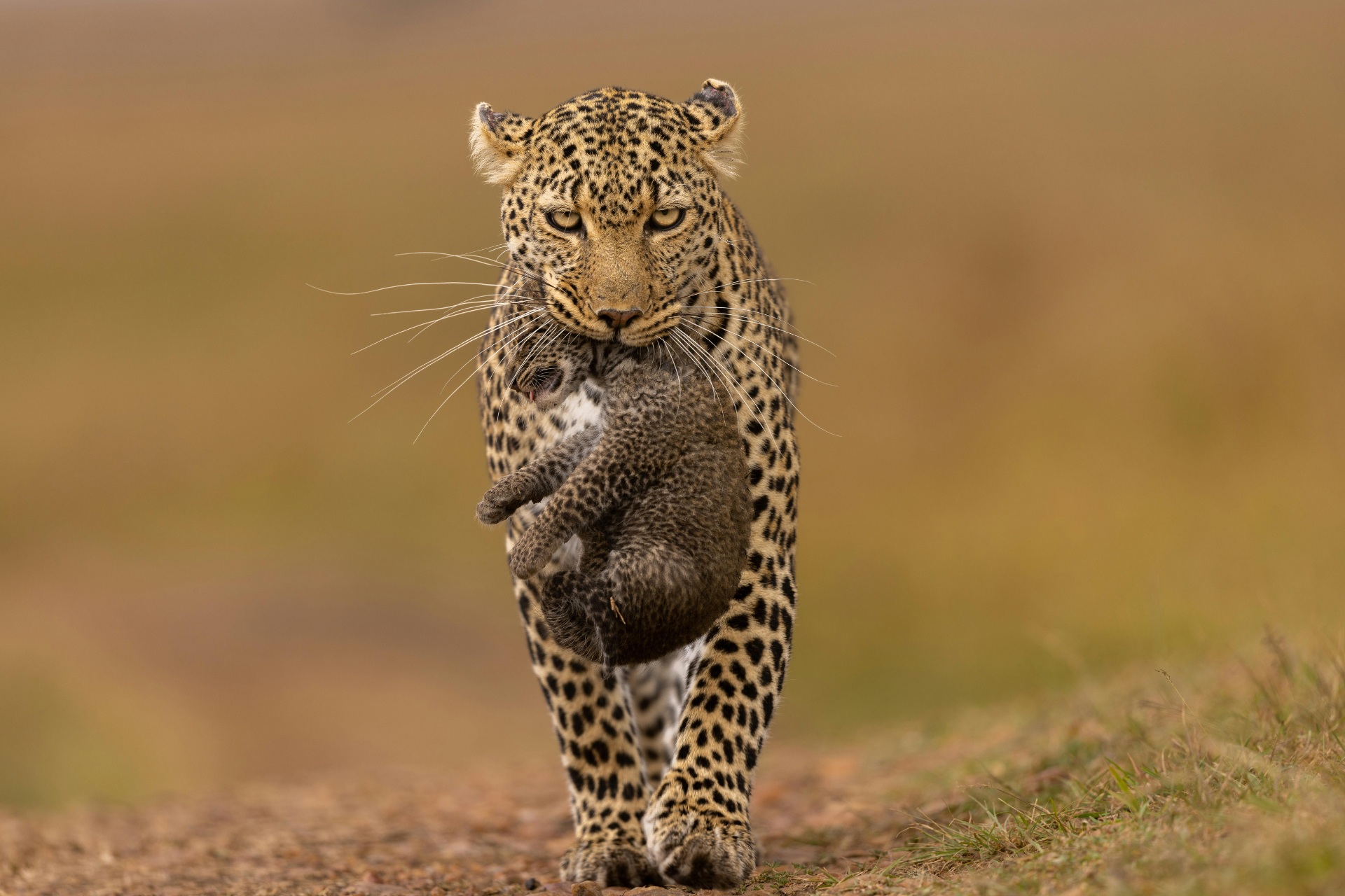Lamai Northern Serengeti, photo 2 of 4